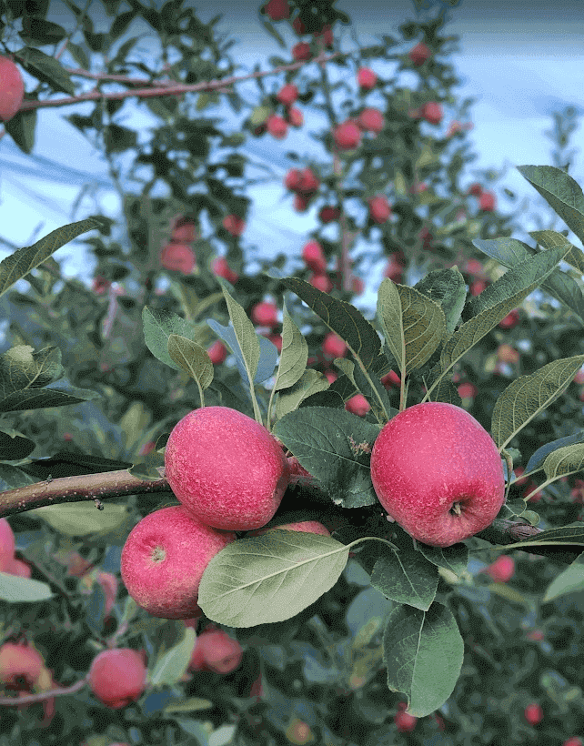 Fraiburgo realiza Abertura Oficial da Colheita da Maçã com a presença de lideranças do turismo nacional